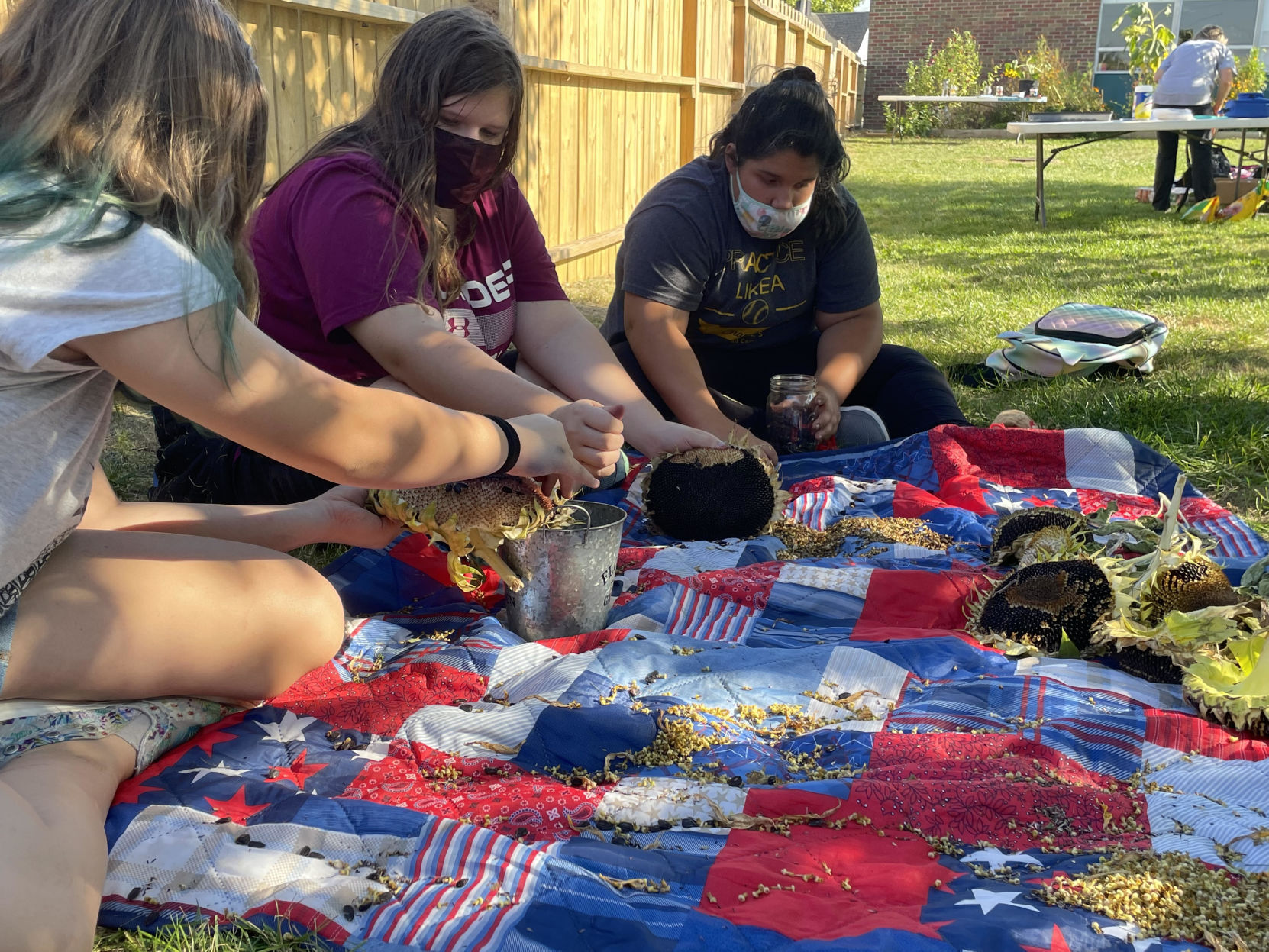 Harvesting Sunflower Seeds